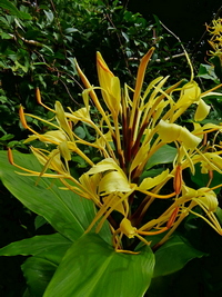 Hedychium nagamiense 'Vietnam Yellow'
